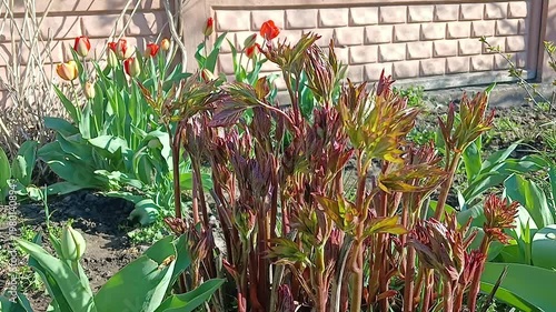 Stock video of a flowerbed with a peony bush that has no flowers yet and yellow and red tulips that are blooming - tulips swaying in the wind, sunny spring day
