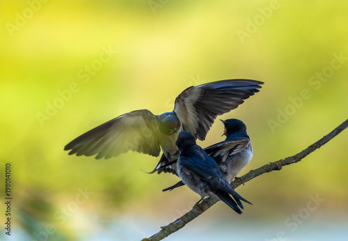 A barn swallow feeds hungry chicks on a branch with midges in its beak on a s...