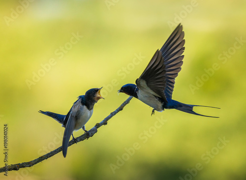 A barn swallow flies to a hungry chick on a branch with midges in its beak