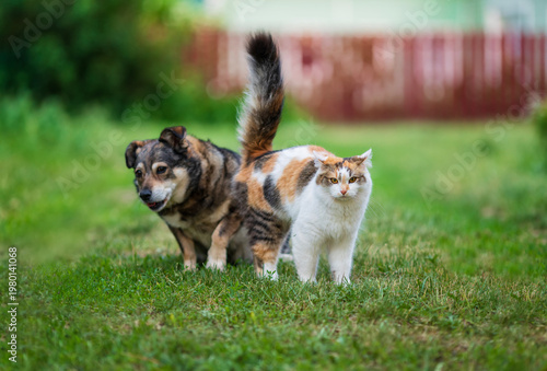 Cute friends a dog and a cat are standing on the grass in a spring garden tog...