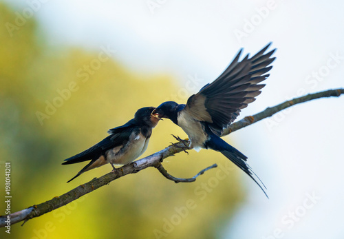 A barn swallow feeds its chick on a branch with midges in its beak on a sunny...