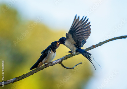 A barn swallow feeds its chick on a branch with midges in its beak on a sunny...