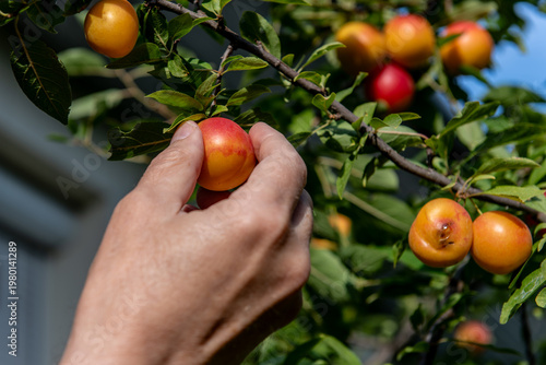 hand picking ripe red plums from tree branch