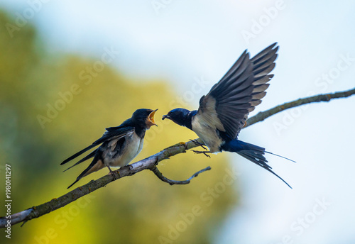 A barn swallow flies to a hungry chick on a branch with insects in its beak