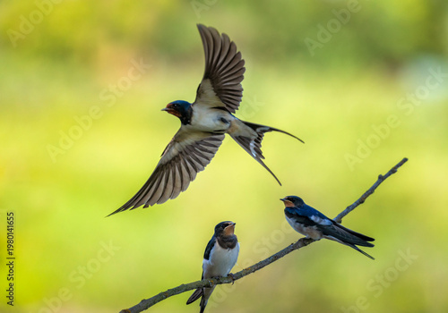Three barn swallow chicks fly and sit on a branch on a sunny summer day