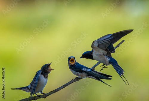 A barn swallow flies to its hungry chicks sitting on a branch with insects in...