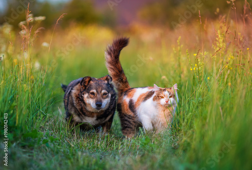 Cute friends, a cat and a dog, are walking along a green sunny summer meadow ...