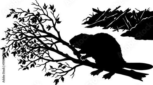 Black silhouette of a beaver gnawing on a tree branch near a dam, isolated on transparent background