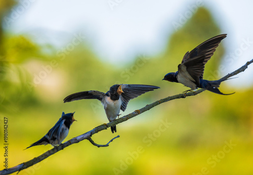 A barn swallow flies to its hungry chicks sitting on a branch with insects in...