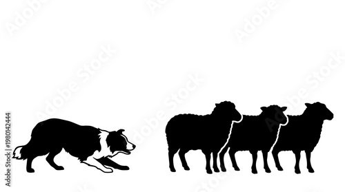 Foto Black silhouette border collie dog herding three sheep, isolated on transparent