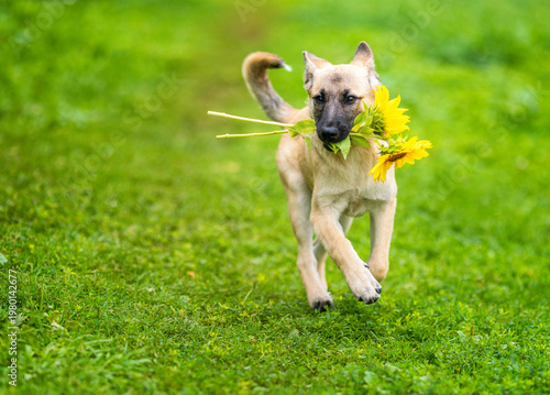 Cute beige dog puppy running on green grass with sunflowers in his teeth in a...