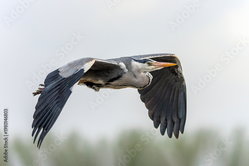 Bild auf Leinwand Beautiful Grey Heron (Ardea cinerea) in flight
