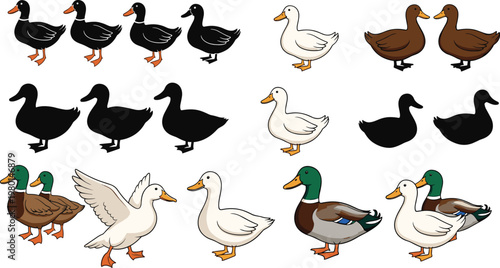Cartoon duck vector set with different poses, farm bird characters, cute animal illustration collection isolated on white background