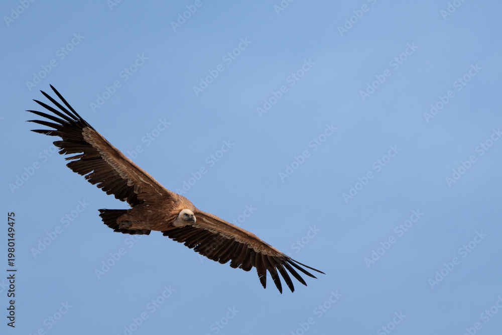 Fototapeta premium Buitre leonado volando bajo el cielo azul con espacio para texto en Alcoy, España