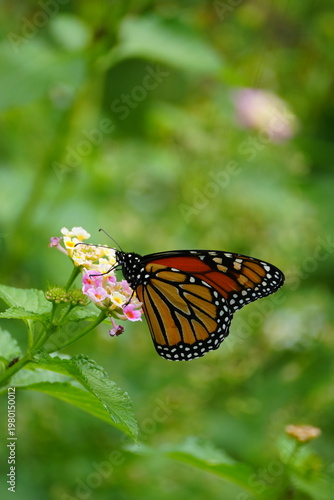 Monarch butterfly with vibrant orange wings resting in natural light.