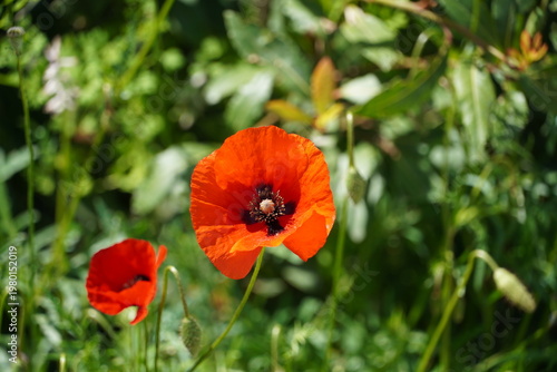 A red or common poppy, or papaver rhoeas, in Attica, Greece
