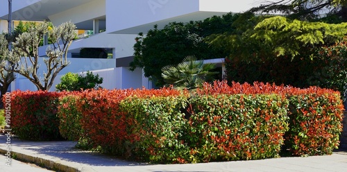 Photinia fraseri red robin hedges with red and green leaves, and other green plants, in a garden in Attica, Greece