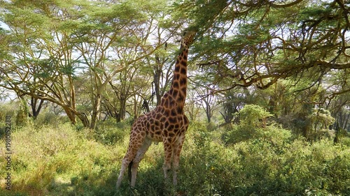 Majestic giraffe stretching its long neck to browse on leaves from tall acacia tree in lush green african landscape. Animal showcasing natural wildlife behavior in its native habitat