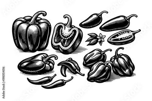 Vintage Engraving Style Collection of Assorted Peppers Including Bell Peppers, Jalapeno, Habanero, and Chili. Hand-Drawn Woodcut Illustration of Spicy and Sweet Vegetables for Cooking and Menu Design.