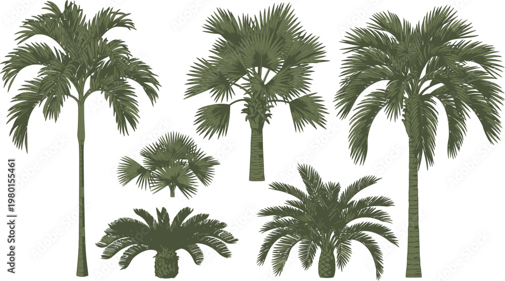 Fototapeta premium Diverse silhouettes of various types of palm trees against a plain background Vector