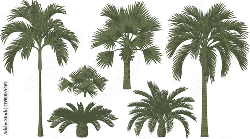 Diverse silhouettes of various types of palm trees against a plain background Vector