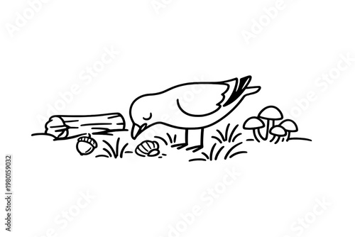 Simple line drawing of a bird foraging on the forest floor