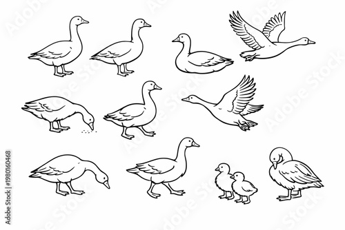 Set of hand-drawn goose illustrations featuring birds in various poses such as standing, walking, flying, and eating. Includes cute goslings. Minimalist black and white line art vector sketch.