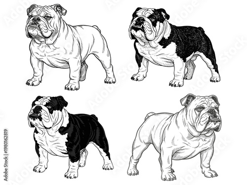 Complete details of the bulldog vector