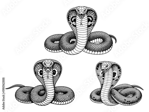 Details King Cobra vector