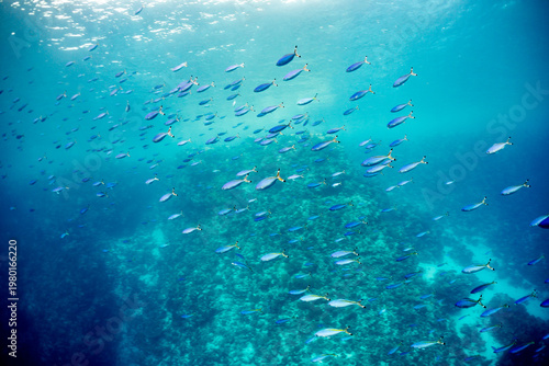 Bilde på lerret A school of small, blue-green fish swims in unison through clear, sunlit ocean water above a coral reef