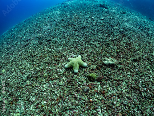 Foto A single starfish rests on a vast expanse of coral rubble on the ocean floor