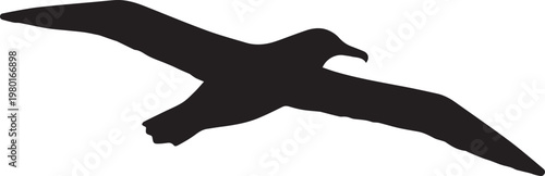 Silhouette of a seagull in flight with silhouette wildlife illustration isolated creature representation wingspan movement