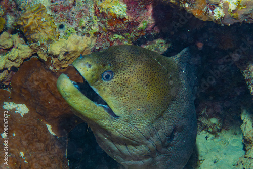 A giant moray eel is seen with its mouth open, likely to ventilate its gills, as it resides within a coral reef.
