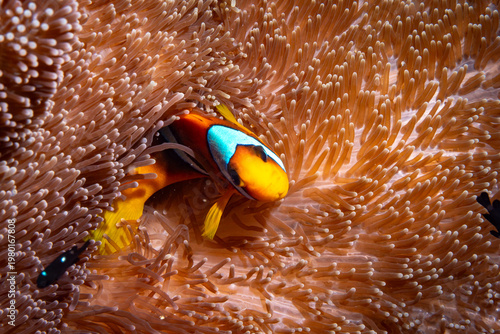  swimming in anemone.