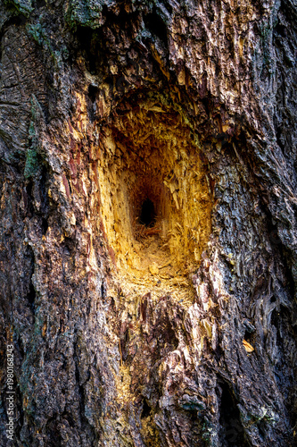 Feeding hole in Douglas Fir (Pseudotsuga menziesii) created by Pileated Woodpecker (Dryocopus pileatus). Oregon.