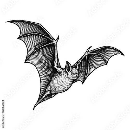 Detailed Sketch of a Flying Bat with Wings Spread.