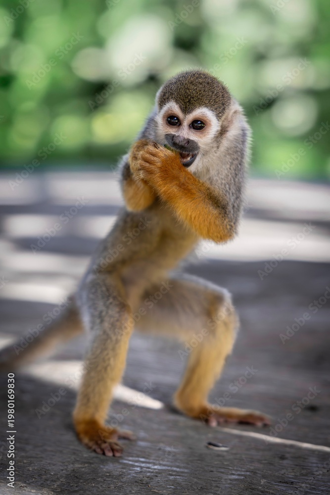 Fototapeta premium Playful Squirrel Monkey Standing Upright with Expressive Gesture