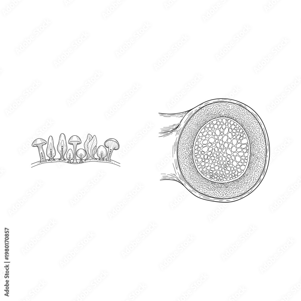 Obraz premium Mushroom growth and internal structure illustration, scientific diagram
