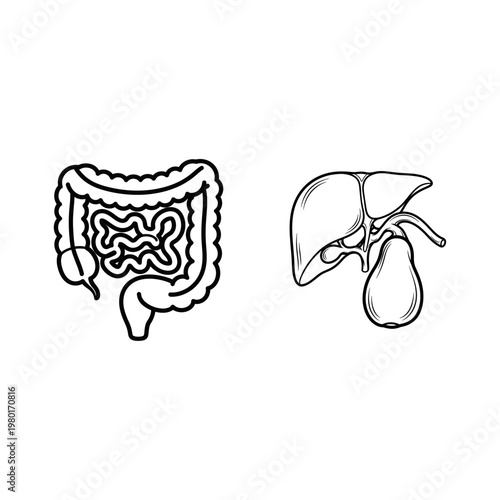 Human Digestive System Organs Icons - Liver and Intestines