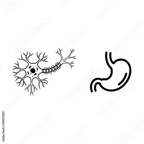 Human Body Anatomy Vector Outline Symbols Neuron Cell and Gastric Stomach Organ Icons