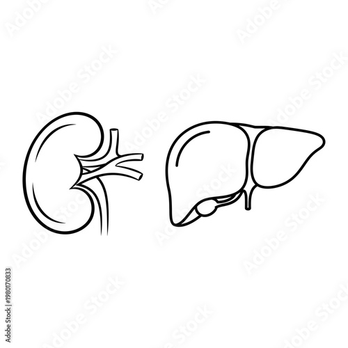 Human Kidney and Liver Anatomy Vector Illustration