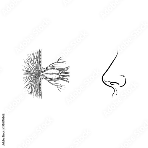 Detailed Diagram of Human Olfactory System and Nose for Smell Perception