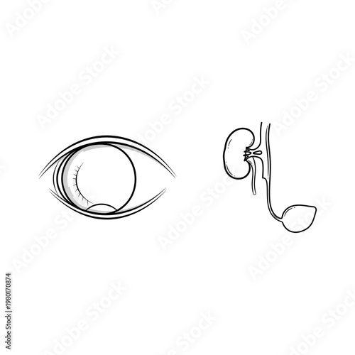 Illustrative vector art depicting the human eye and essential urinary system components