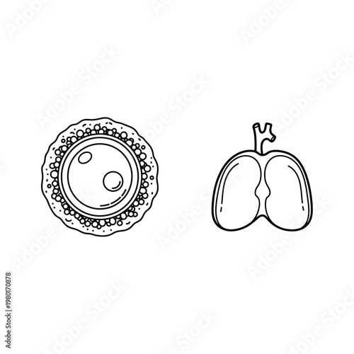 Biological Cells and Organs Scientific Representation