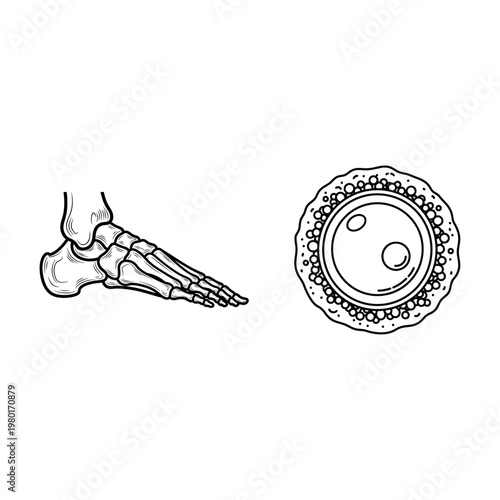 Illustration of a human foot bone structure and an ovum