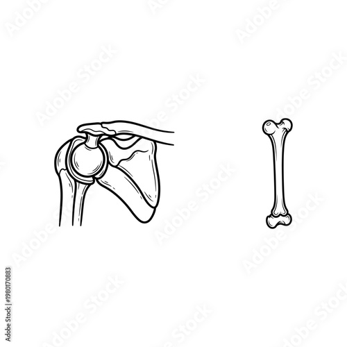 Anatomical illustration of the human shoulder joint and a single femur bone