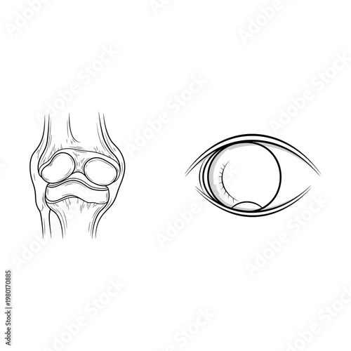 Precisely drawn human anatomy detailed knee joint and insightful eye illustrations