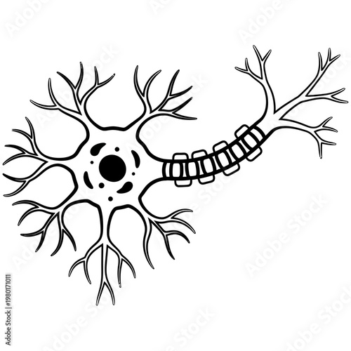 Neuron Cell Structure and Function A Detailed Illustration
