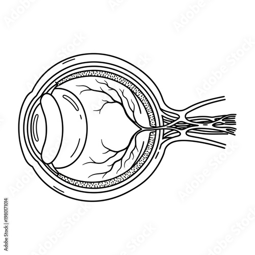 Human Eye Anatomy Diagram Black and White Illustration