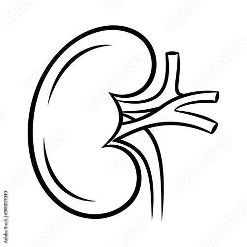 Human Kidney Anatomy Diagram - Medical Healthcare Organ Illustration
